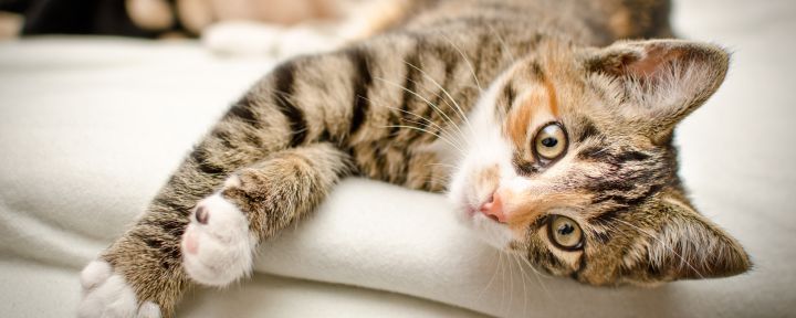 Твердый, вздутый живот у кота или котенка - причины, что делать