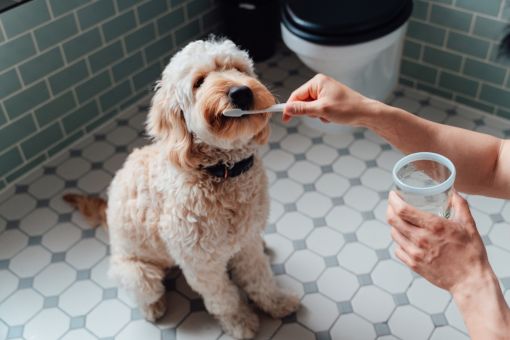 Как понять и что делать, когда у собаки болят зубы?