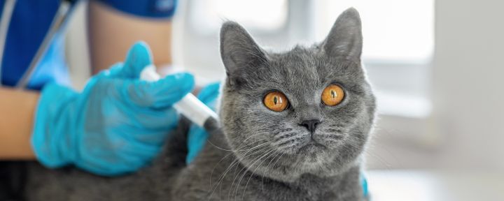 Отравление у кошки - симптомы и лечение
