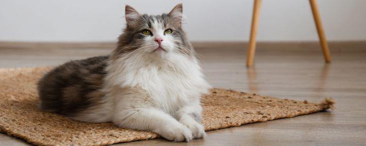 кошка на коврике