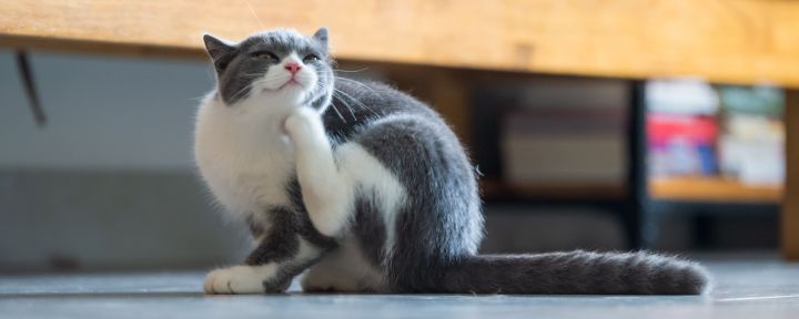 Кошка с длинным хвостом