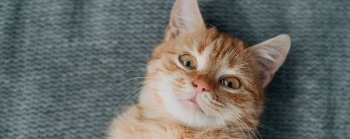 Почему кошка облизывает человека