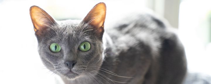 Русская голубая кошка