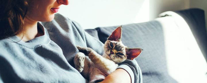 кошка спит в руках хозяйки
