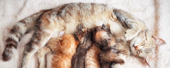 кошка кормит котят