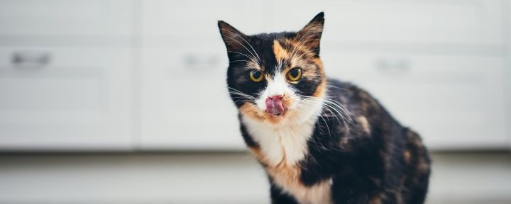 кошка рядом с миской
