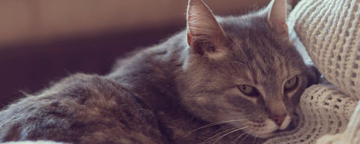 Интересные факты о кошках