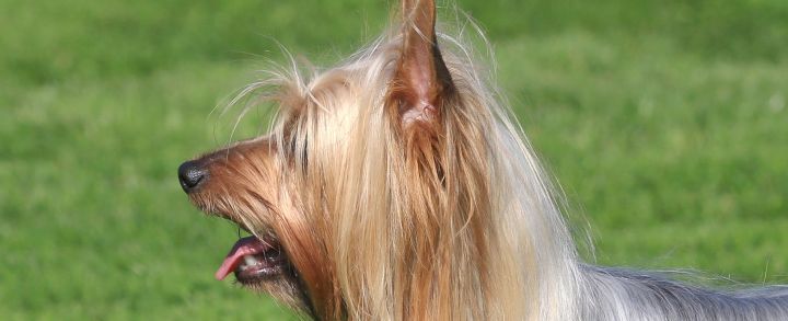 Маленькие породы собак