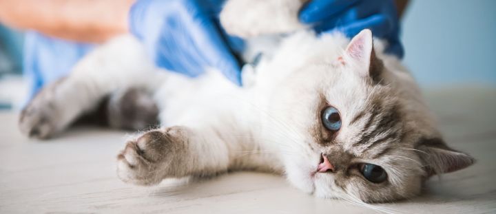 Пиодермия у кошек