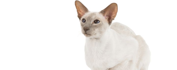 Сиамская кошка