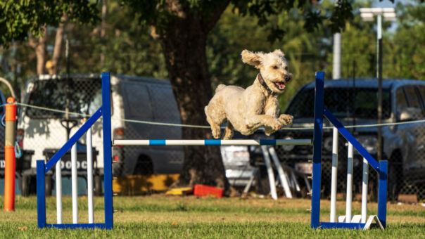 Аджилити - фото