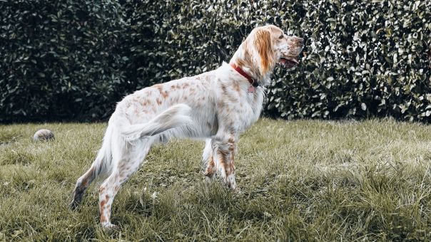 Английский сеттер - фото