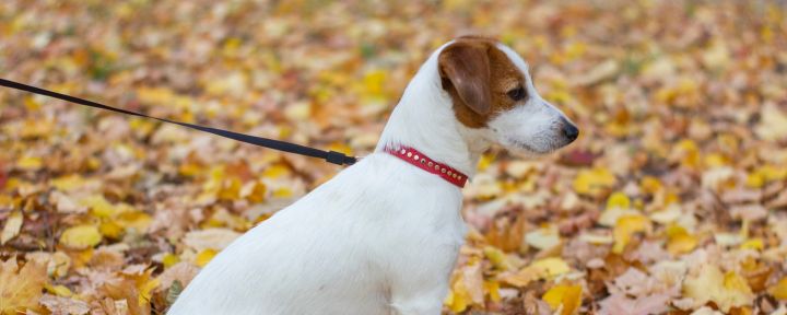 Питание собак мелких пород