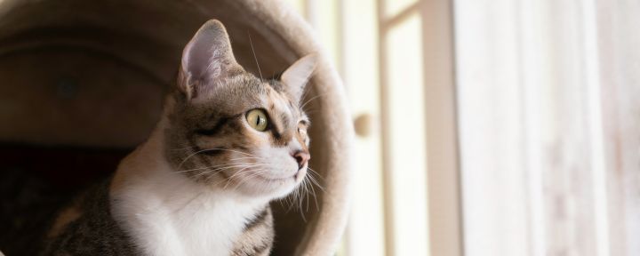 Уход за кошкой после стерилизации