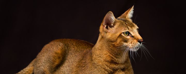 Чаузи (хауси)