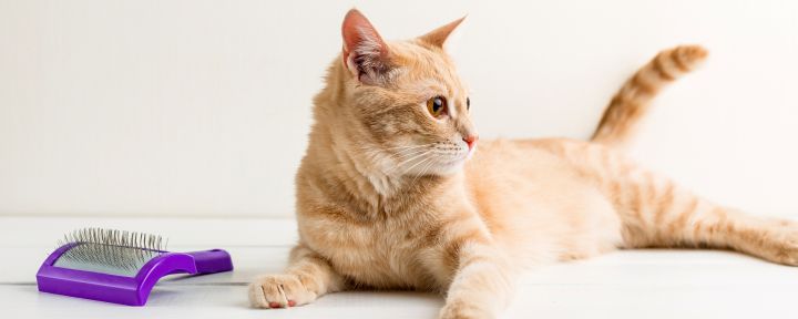 кошка и чёска для шерсти