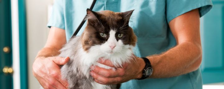 кошка и ветеринар