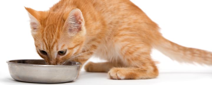 котенок пьет из миски