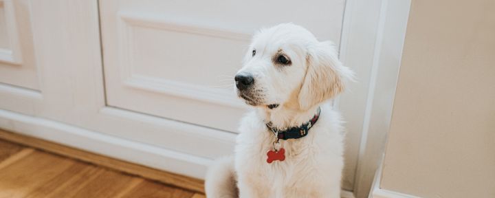 собака дома