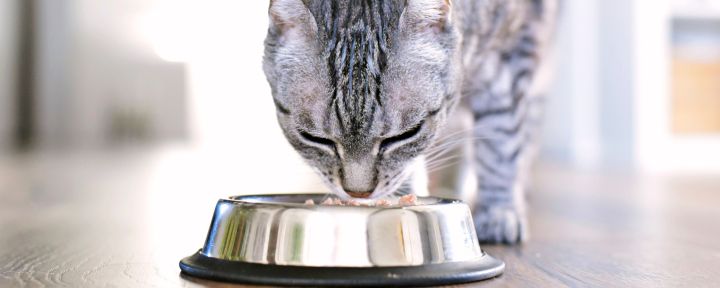 кошка ест из миски