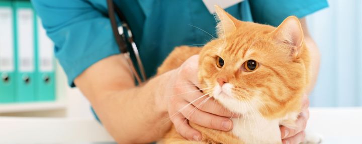 кошка и ветеринар