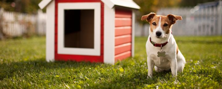 Как приучить собаку к клетке или вольеру