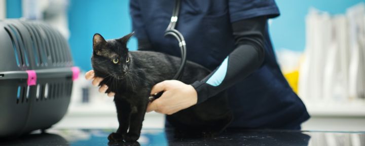 кошка и ветеринар