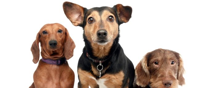 собаки разных пород на белом фоне