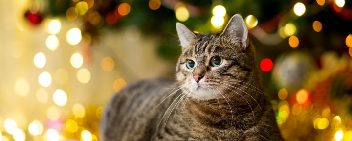 кошка и ёлка