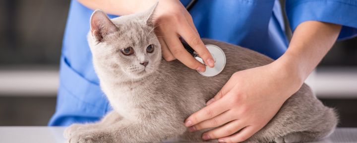 Гипергликемия у кошек