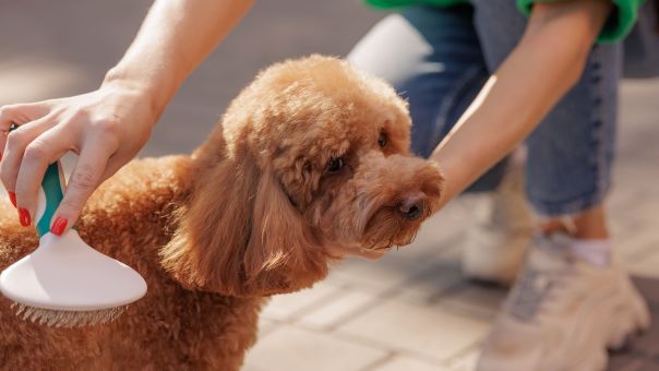 Линька у собак зимой