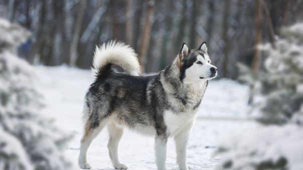 Сколько времени требуется для прогулок с собакой зимой 