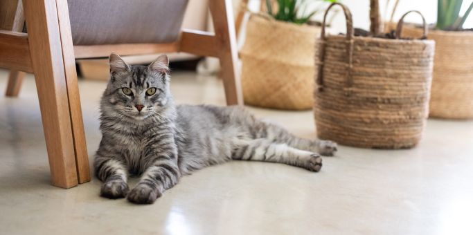 Витамины для кошек