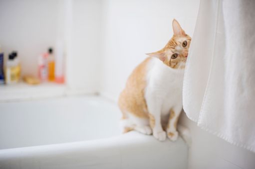 купание кошки