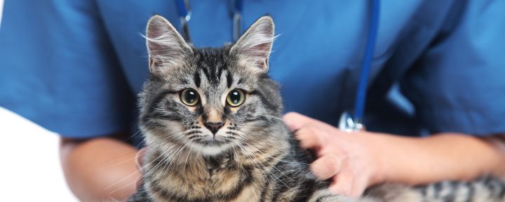 кошка и ветеринар