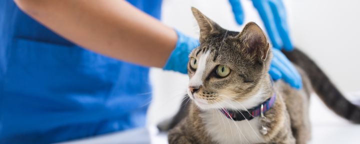 кошка и ветеринар