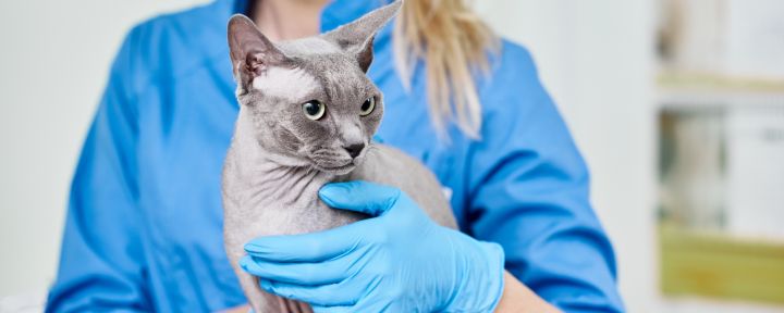 кошка и ветеринар