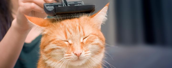 Перхоть у кошек