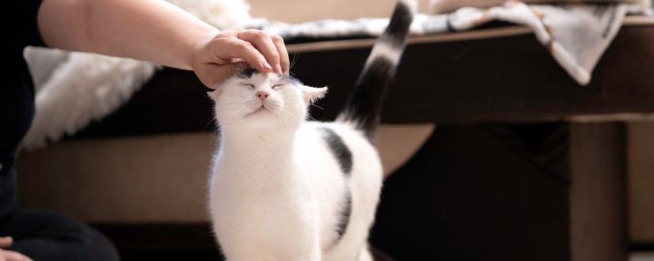 хозяин гладит кошку