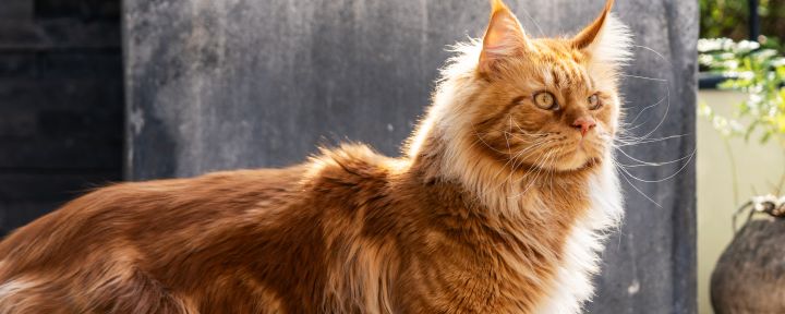 10 кошек, которые умеют разговаривать