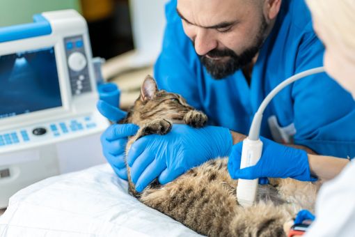 Беременность кошки