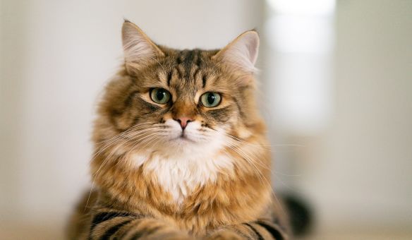 Сибирская кошка