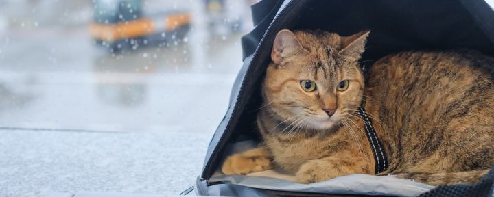 Как перевозить кошку в самолете, поезде или другом виде транспорта