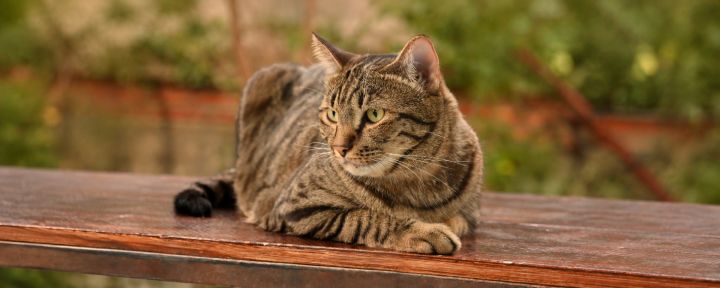 Мочекаменная болезнь у кошек