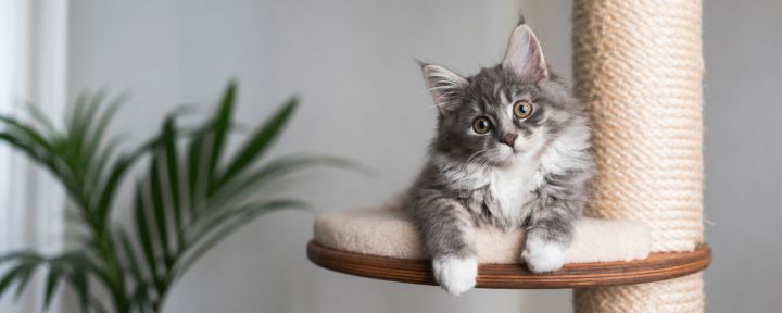 Ранняя кастрация котят