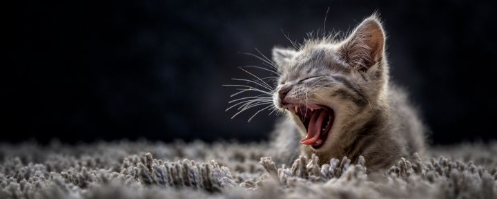 Что купить для котенка