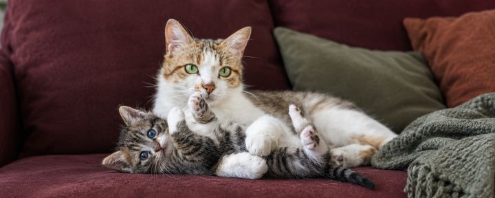 Развитие котят