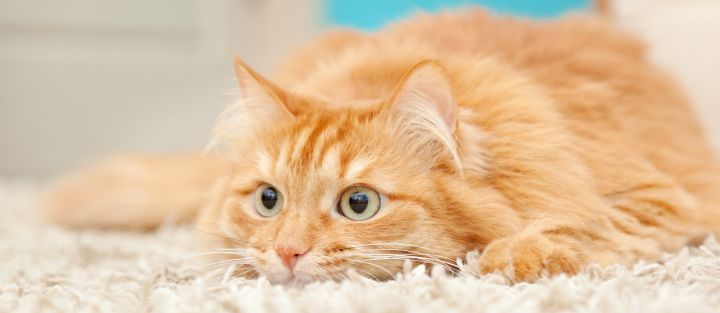 Домашняя кошка