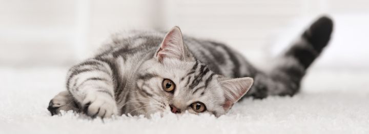 У кошки выпадает шерсть