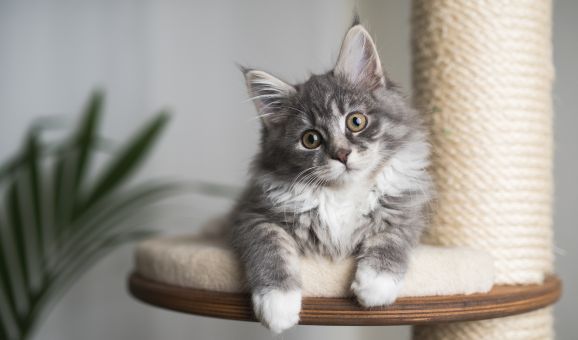 Ранняя кастрация котят